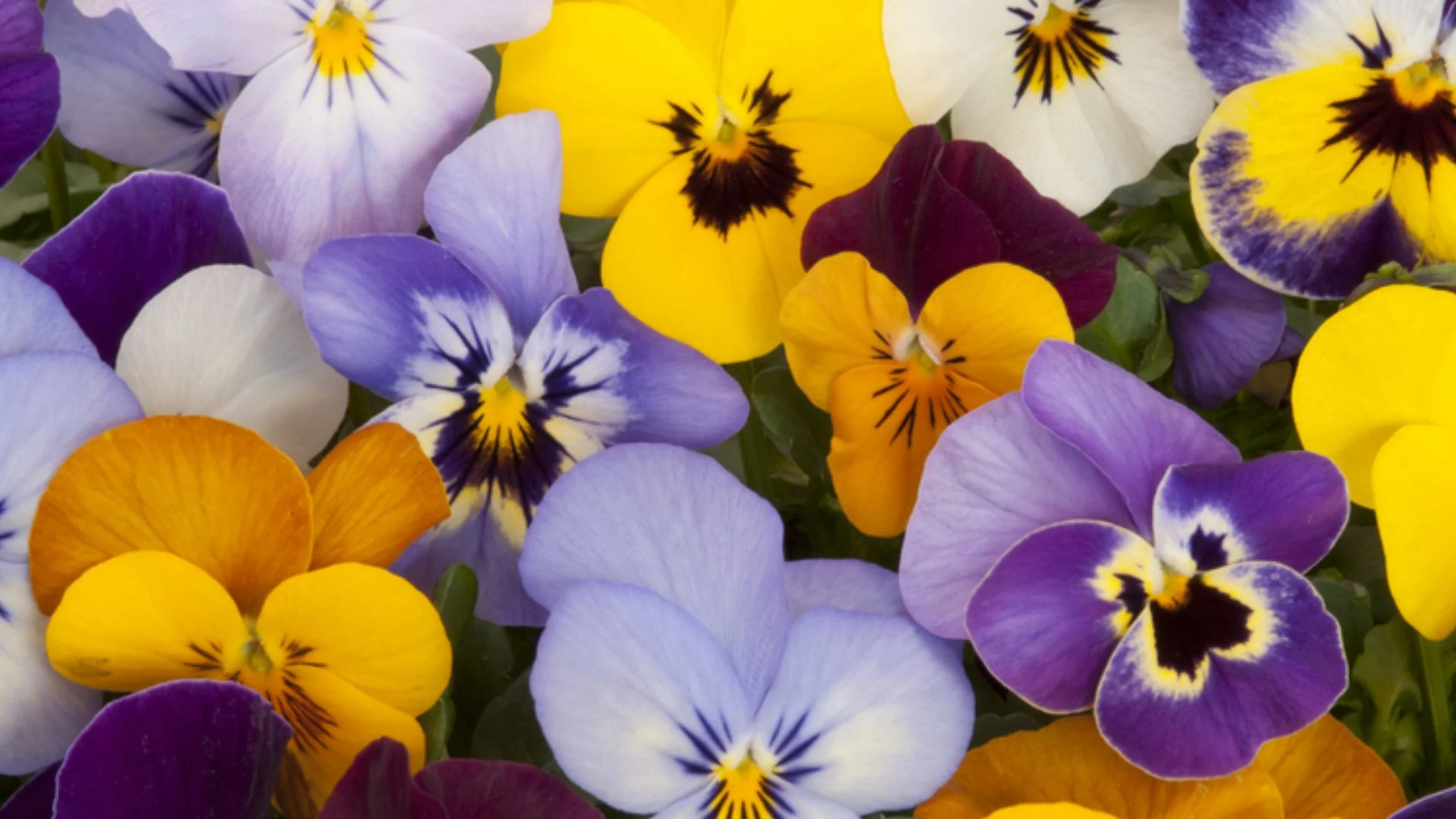 4 Annual Flowers That Will Bring Your Landscape to Life in the Fall!