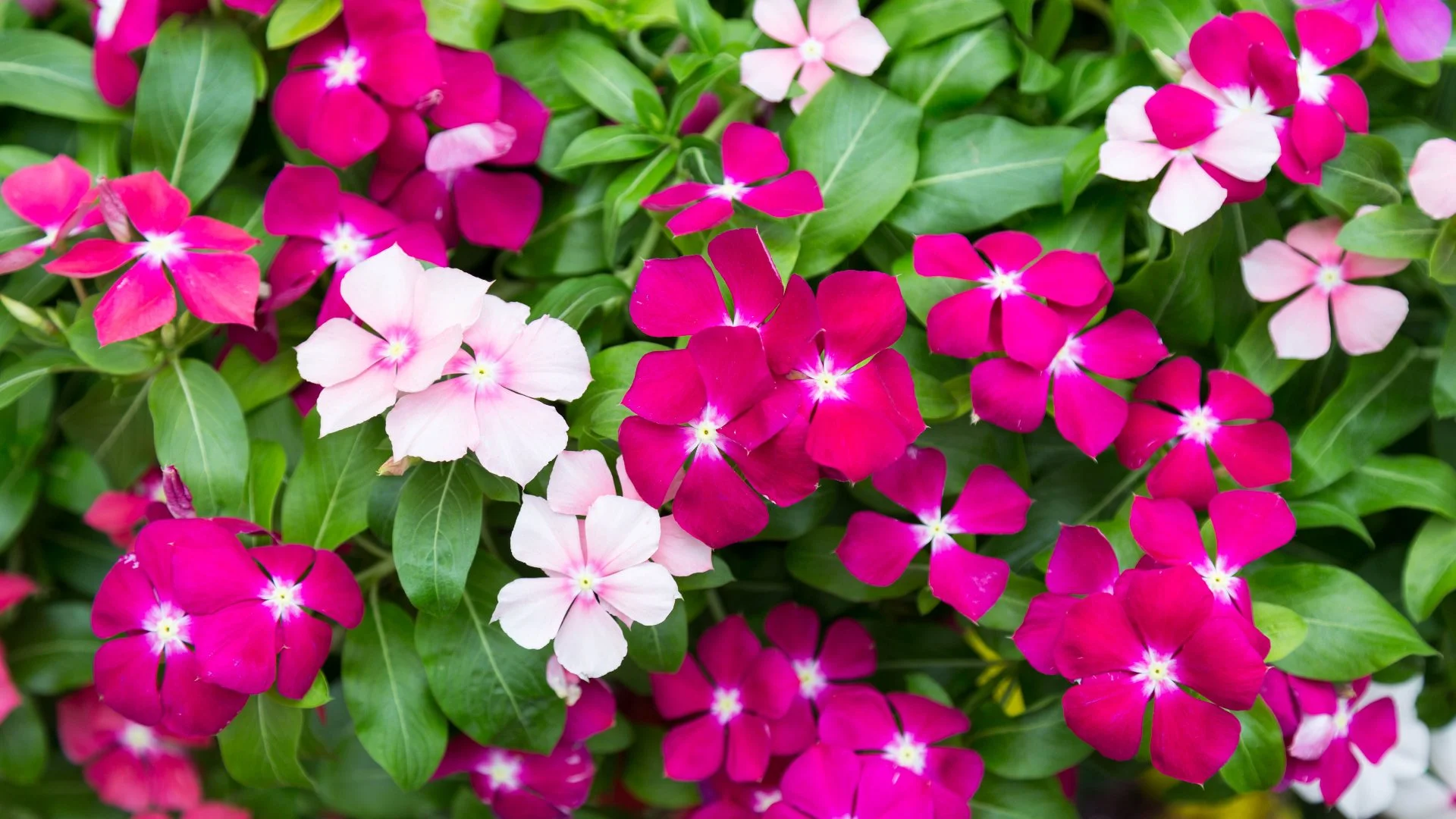 Consider These 3 Things When Picking Spring Annuals for Your Landscape Beds