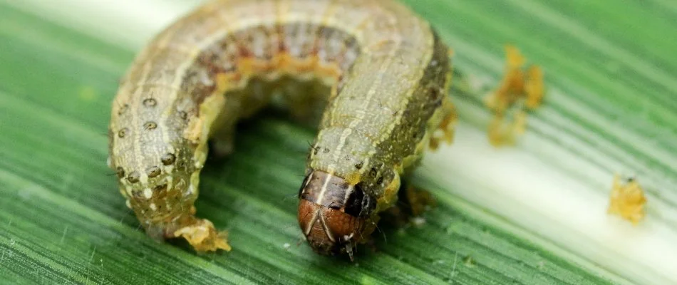 Armyworm in Mountain Brook, AL, on a grass blade.