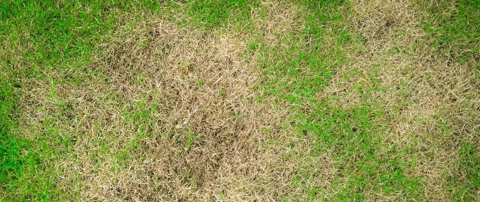 Dry grass in Mountain Brook, AL, in the summer.