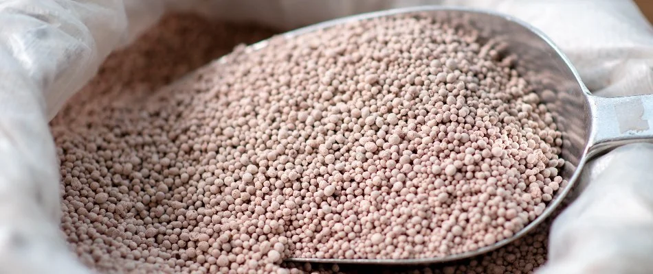 Granular fertilizer on a scoop for a lawn in Mountain Brook, AL.