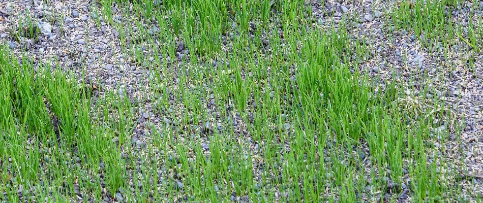 Bare spots on a lawn in Mountain Brook, AL, with grass seeds.