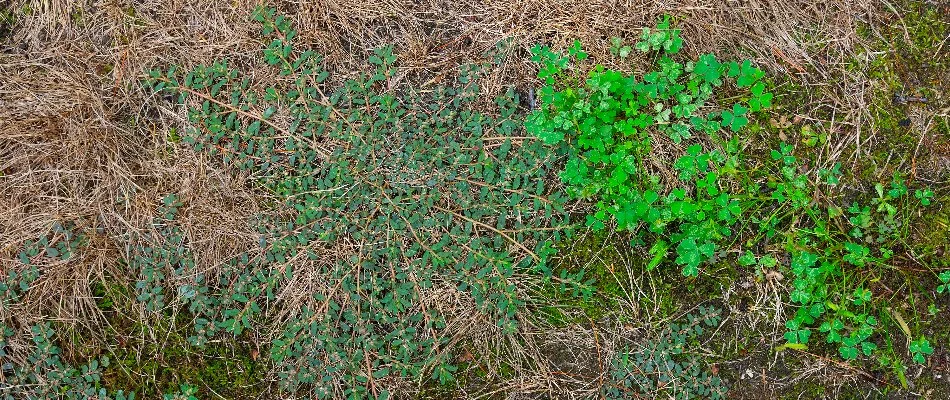 Weeds on a brown lawn in Mountain Brook, AL.