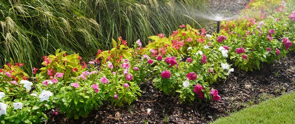 Annual flowers being watered by irrigation system in Mountain Brook, AL.