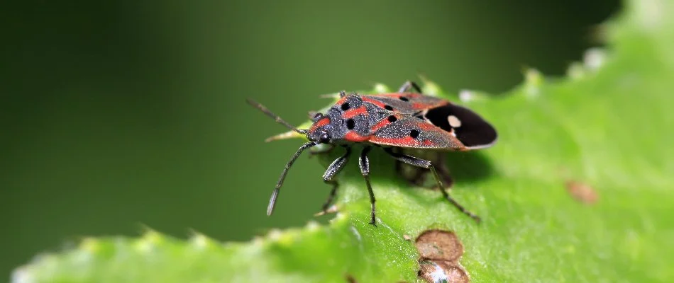 Chinch bug eating a green leaf in Mountain Brook, AL.