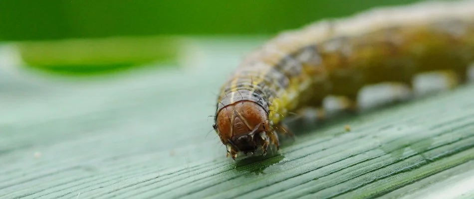 Armyworm chewing on grass blade in Mountain Brook, AL.