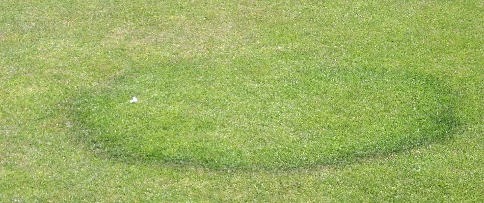 Dark, circular ring on a lawn in Mountain Brook, AL, from fairy ring disease.