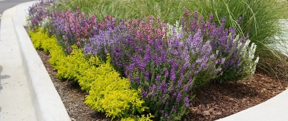 Flowers on a landscape bed in Meridianville, AL.