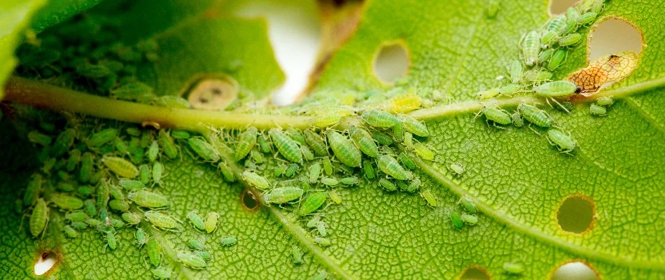 Green aphids on the stem of a plant leaf in Mountain Brook, AL.