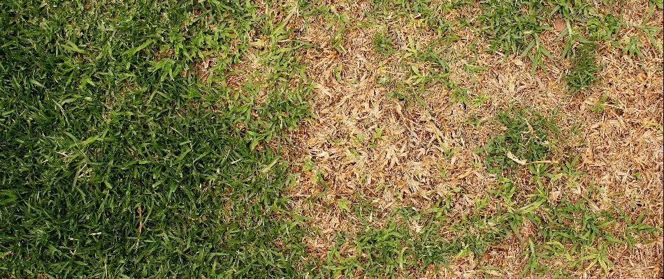 Green grass next to a brown patch from a disease in Mountain Brook, AL.