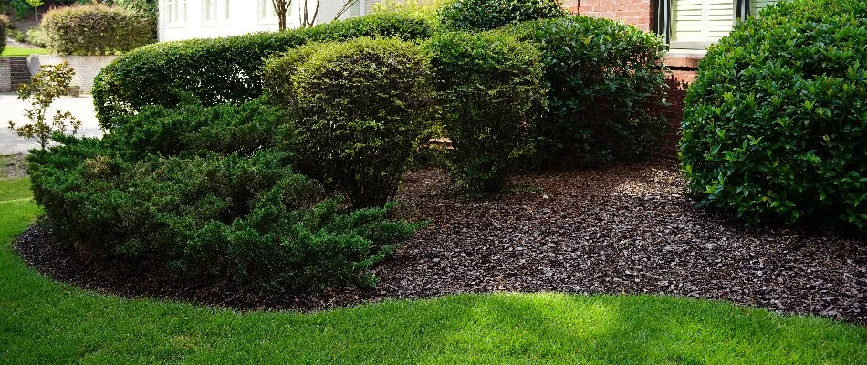 Green shrubs and mulch in a front landscape in Mountain Brook, AL.