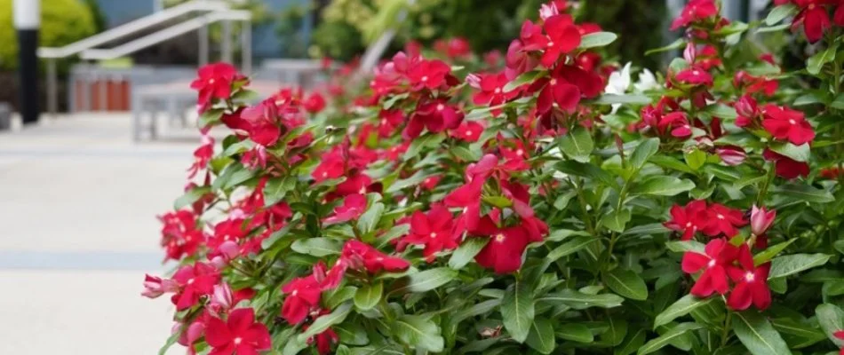 Landscape in Hazel Green, AL, with red flowers.