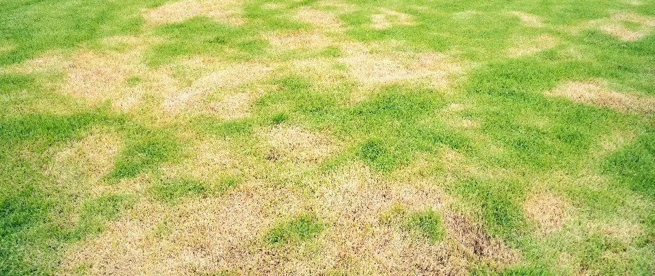 Lawn in Mountain Brook, AL, with brown patch disease.