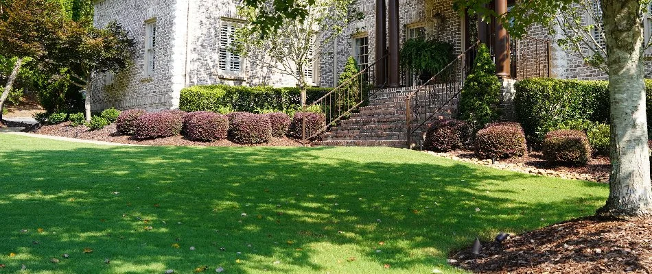 Lush green grass in Mountain Brook, AL, with trees and shrubs.