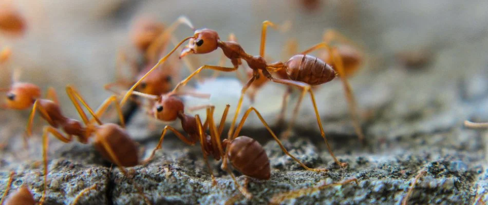 Fire ants standing on dirt in Mountain Brook, AL.