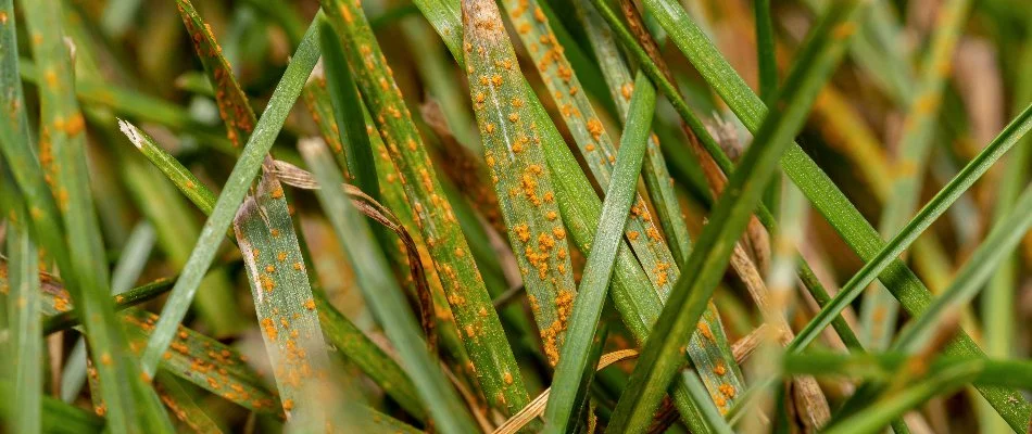 Orange spots on grass blades in Mountain Brook, AL, from rust disease.