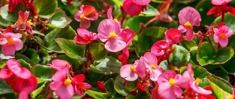 Pink begonia flowers with green foliage in Mountain Brook, AL.