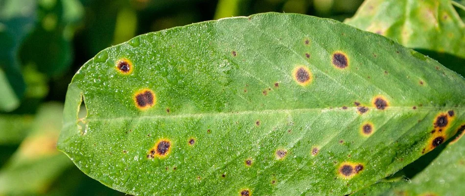 Plant leaf in Mountain Brook, AL, with brown spots from a disease.