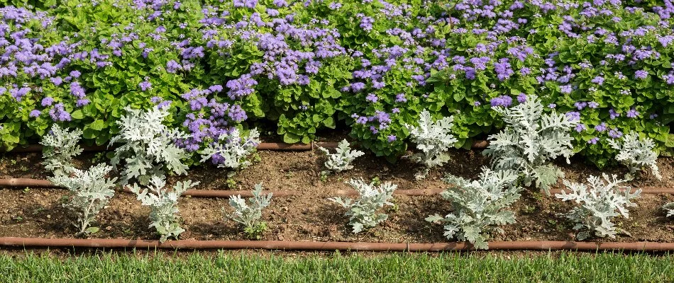 Plants and drip irrigation in a landscape bed in Mountain Brook, AL.