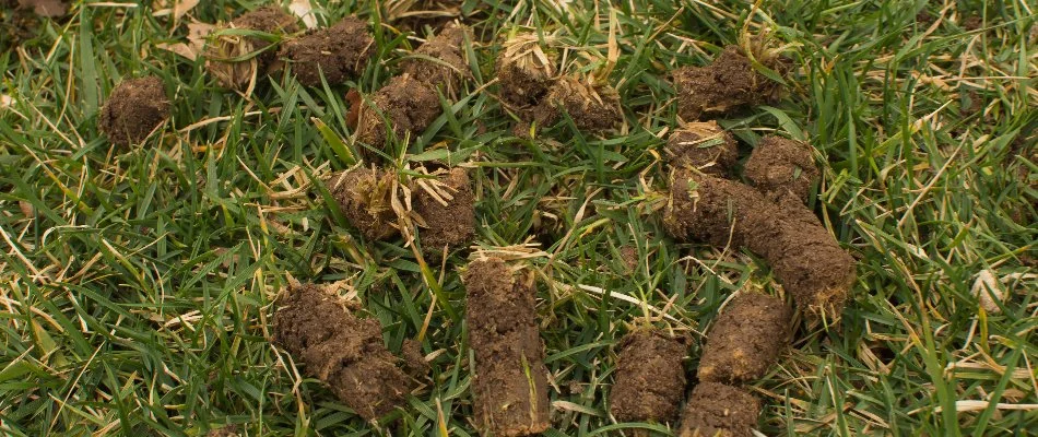 Plugs of soil on a lawn in Mountain Brook, AL, after core aeration.