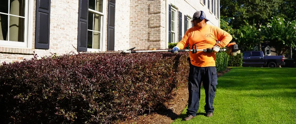 Professional trimming a shrub in Hazel Green, AL.