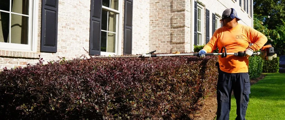 Shrub in Mountain Brook, AL, being trimmed by a professional.