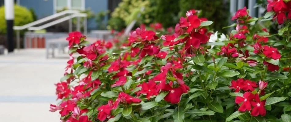 Bright red flowers on a landscape in Liberty Park, AL.