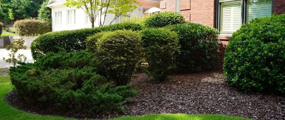 Shrubs in a landscape bed with mulch in Mountain Brook, AL.