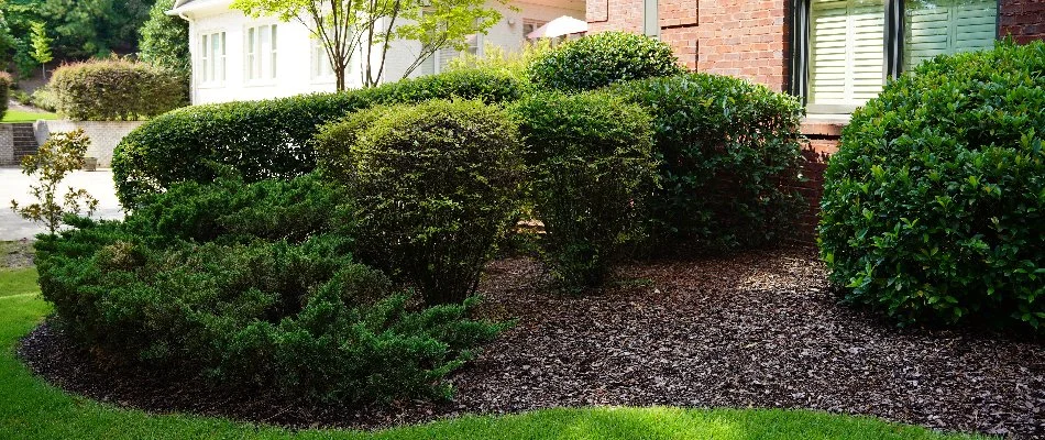 Green shrubs on a landscape bed in Mountain Brook, AL, without weeds.