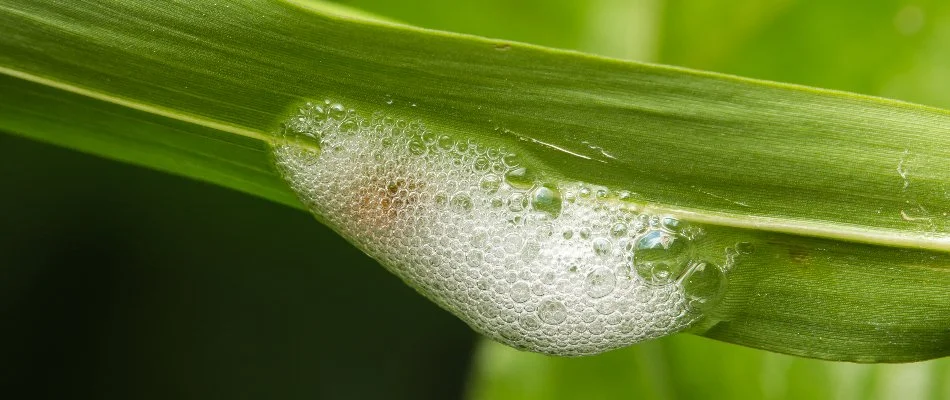 Spittlebug incased in spit in Mountain Brook, AL.