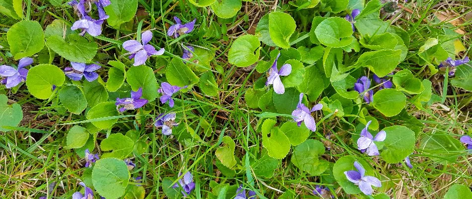 Lawn in Mountain Brook, AL, with wild violet weeds.