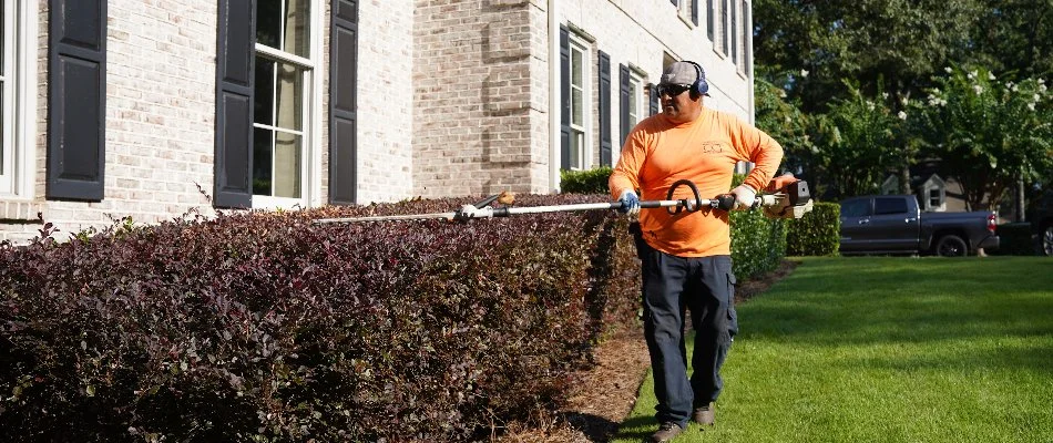 Worker trimming shrubs in a front yard in Mountain Brook, AL.