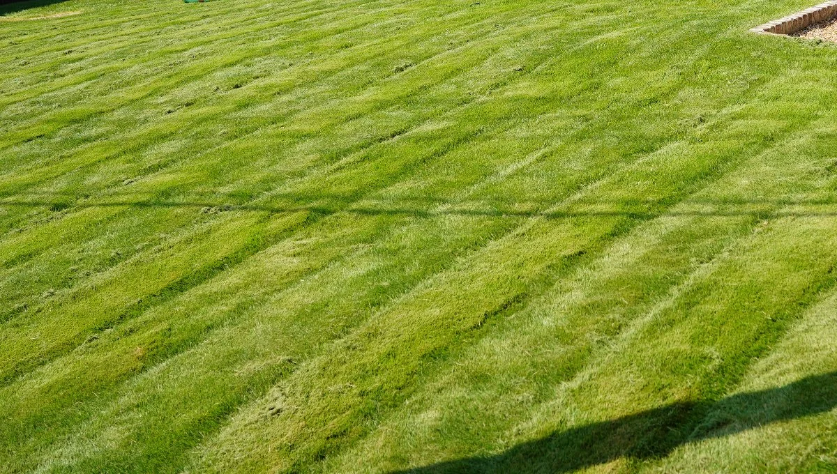 Green grass with mowing stripes.